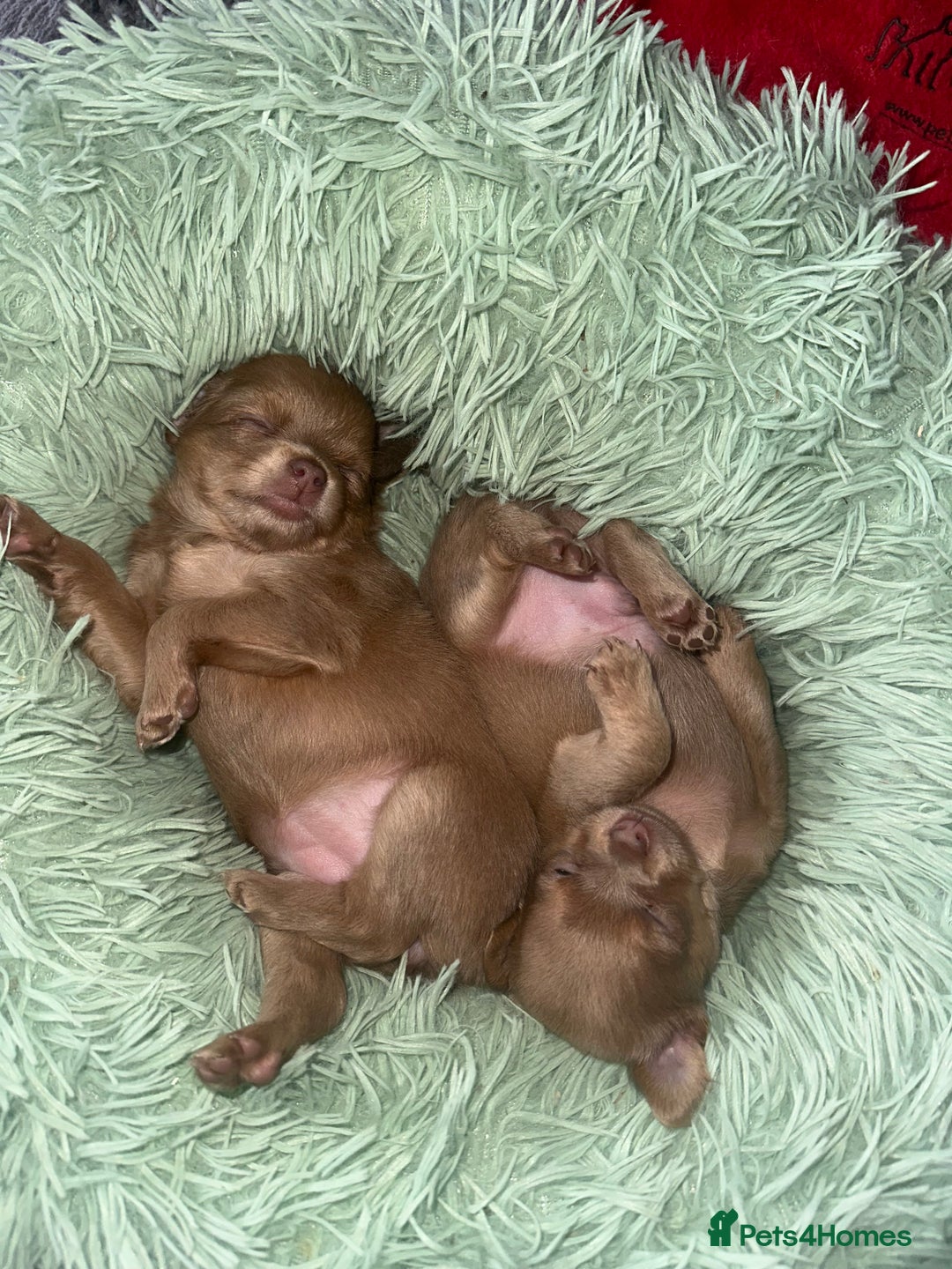 Chihuahua dogs for sale: One of a kind ChiPin Puppies - Image 24