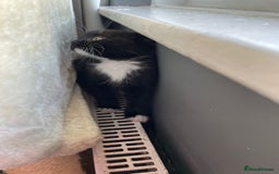 Mixed Breed cats for sale: 2 stunning little kittens for sale - Image 11