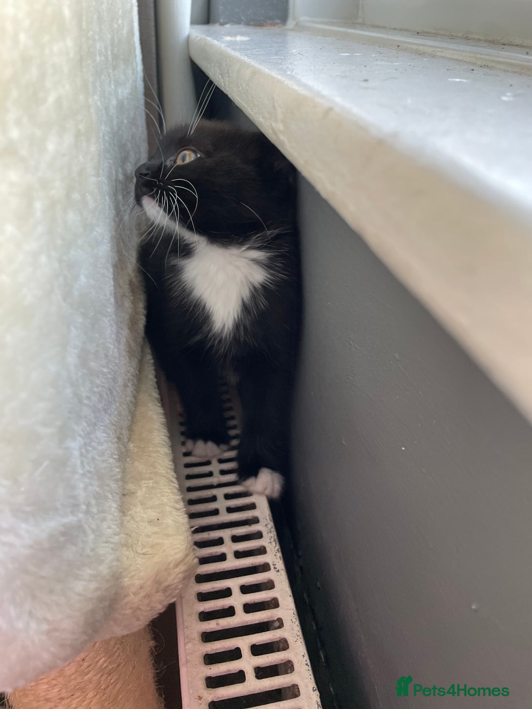 Mixed Breed cats for sale: 2 stunning little kittens for sale - Image 11