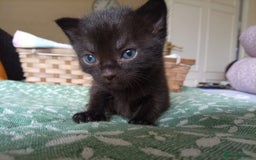 Mixed Breed cats for sale: 6 Gorgeous Kittens Looking for Forever Homes  - Image 21