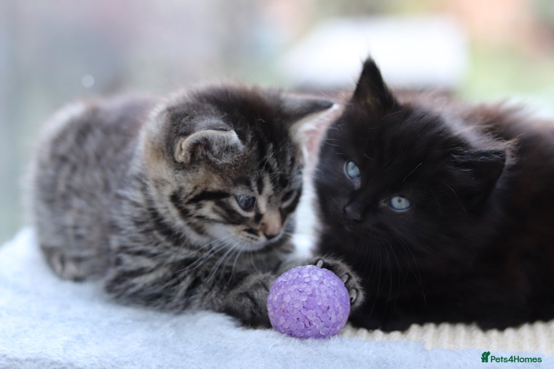 Mixed Breed cats for sale: Adorable Kittens - Advert 11