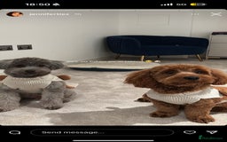 Mixed Breed dogs for sale: Puppies looking for a loving family  - Image 19