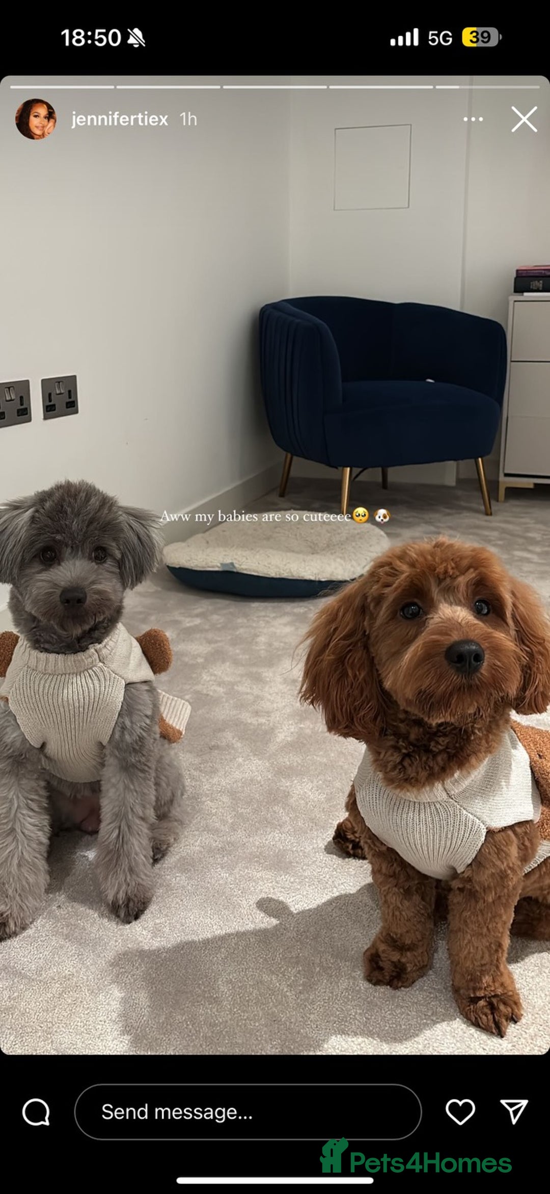 Mixed Breed dogs for sale: Puppies looking for a loving family  - Image 19