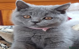 British Shorthair cats for sale: Pedigree British BSH girl for sale. Last one! - Image 11