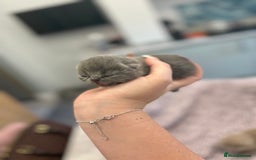 British Shorthair cats for sale: BSH kittens for sale from KC&Pedigree reg parents - Image 5