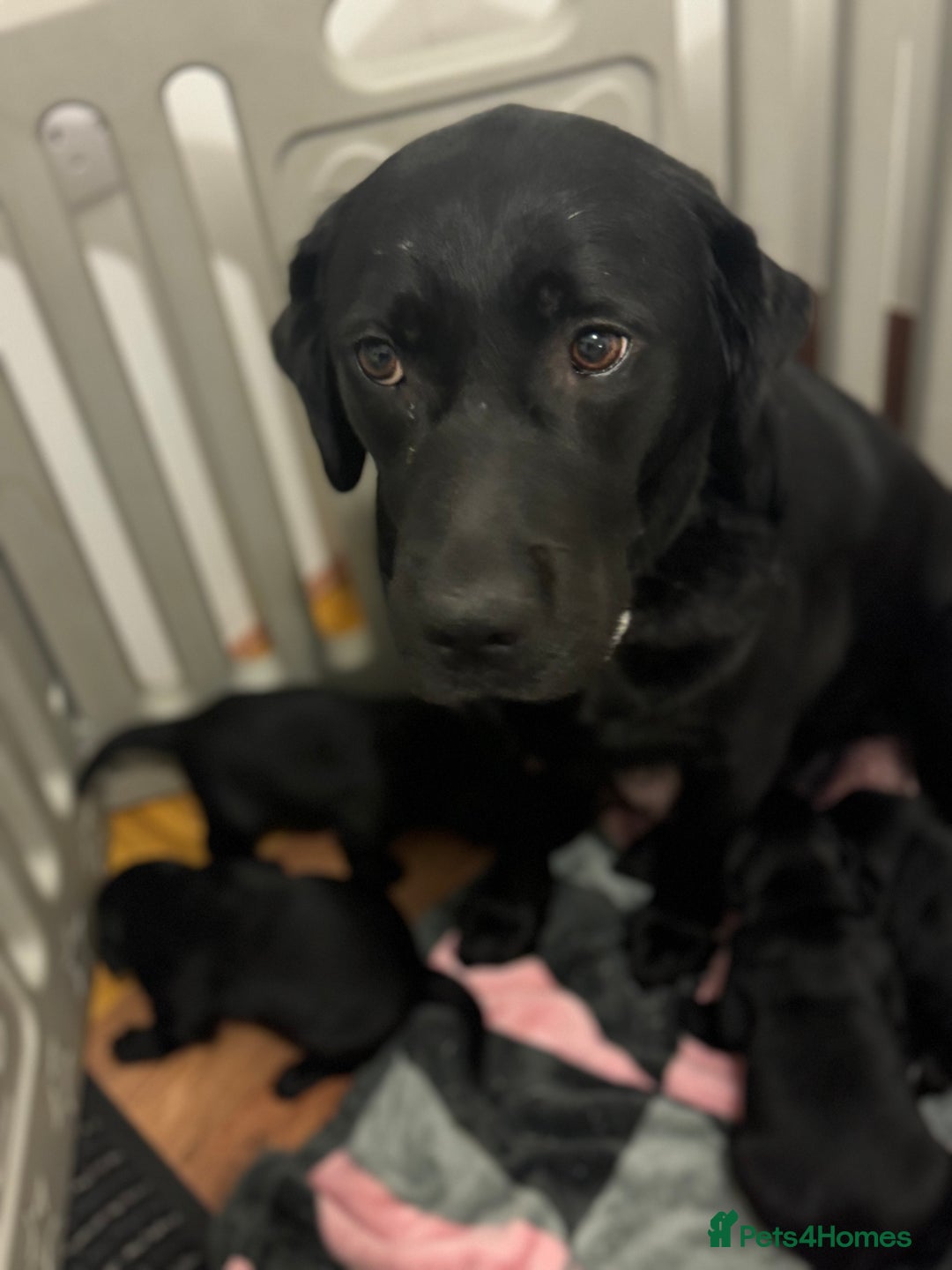 Labrador Retriever dogs for sale: Adorable Family-Raised Puppies 🐶✨ - Advert 14