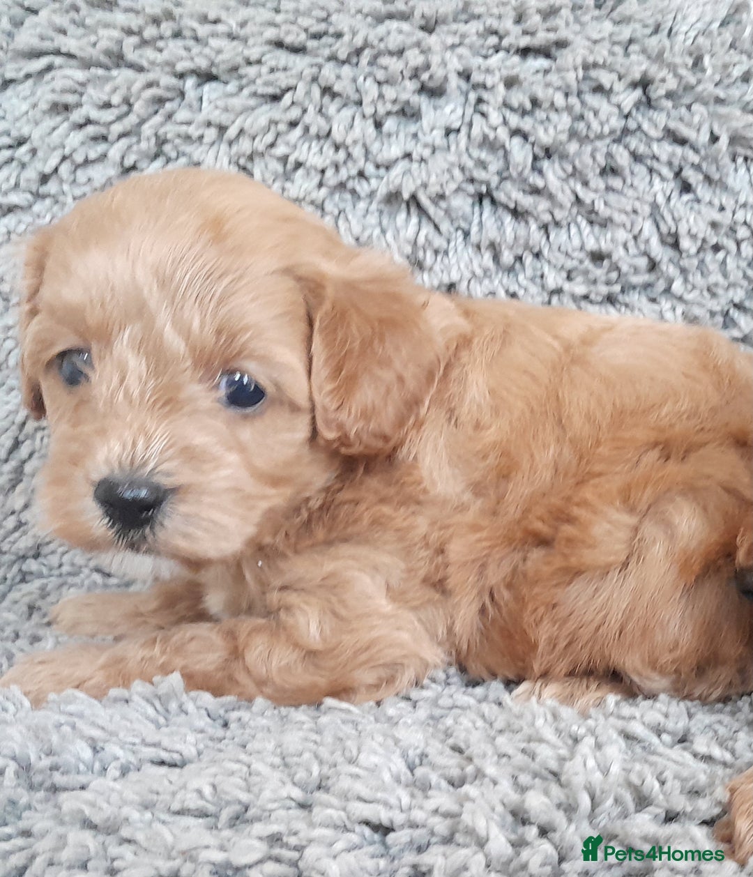 Cavapoo dogs for sale: Cavapoos pups amazing coulers  - Image 7
