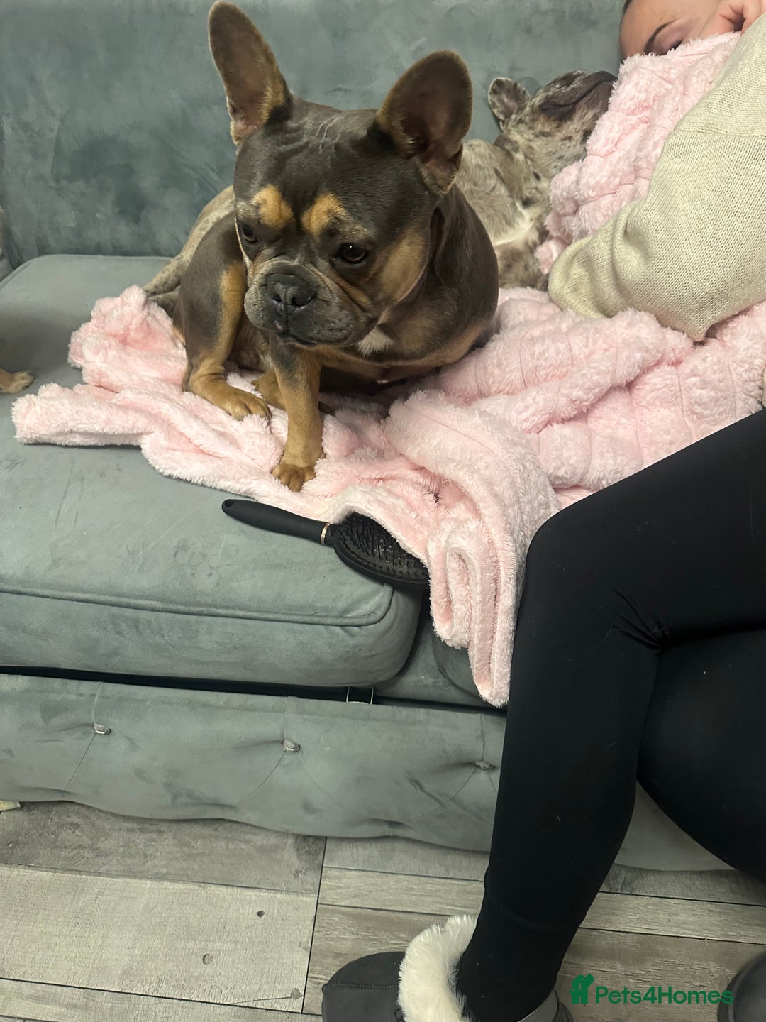 French Bulldog dogs for sale: French bull dogs age 3  - Image 3