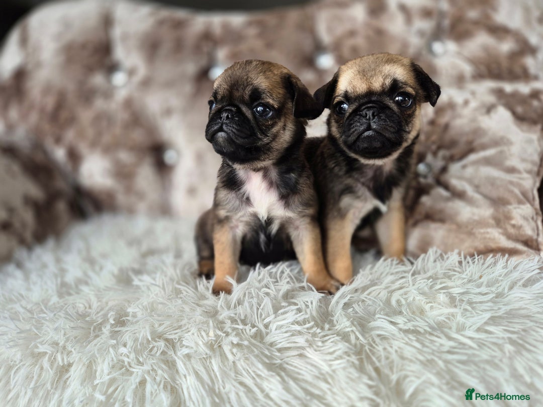 Pug dogs for sale: 2 x Apricot males - Image 2