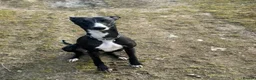 Whippet dogs for stud: Stud available - Bonnywhip Flacks - Advert 4