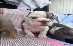 Olde English Bulldogge dogs for sale: Puppies 07931561727 - Image 6