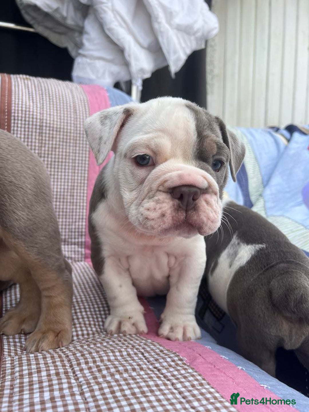 Olde English Bulldogge dogs for sale: Puppies 07931561727 - Image 6