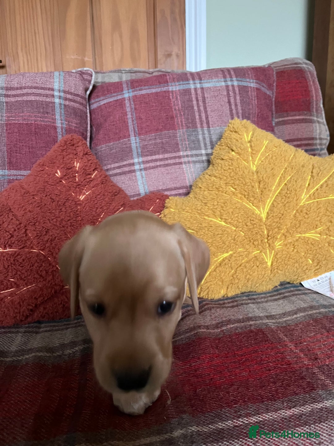 Labrador Retriever dogs for sale: Stunning Litter of Top Class Labrador Puppies - Image 7