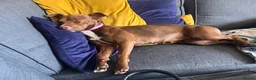 Mixed Breed dogs for sale: For Adoption ❤️ Dolly ❤️ Staffy x Patterdale  in Ibstock - Advert 5