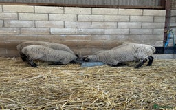 Sheep livestock for sale: Friendly weaned cade lambs - pet home / store  - Image 3