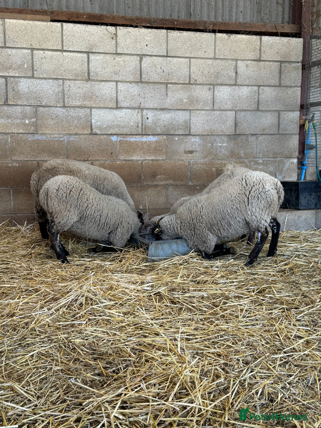 Sheep livestock for sale: Friendly weaned cade lambs - pet home / store  - Image 3