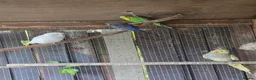 Mixed Breed birds for sale: Parrots for sale - Advert 2