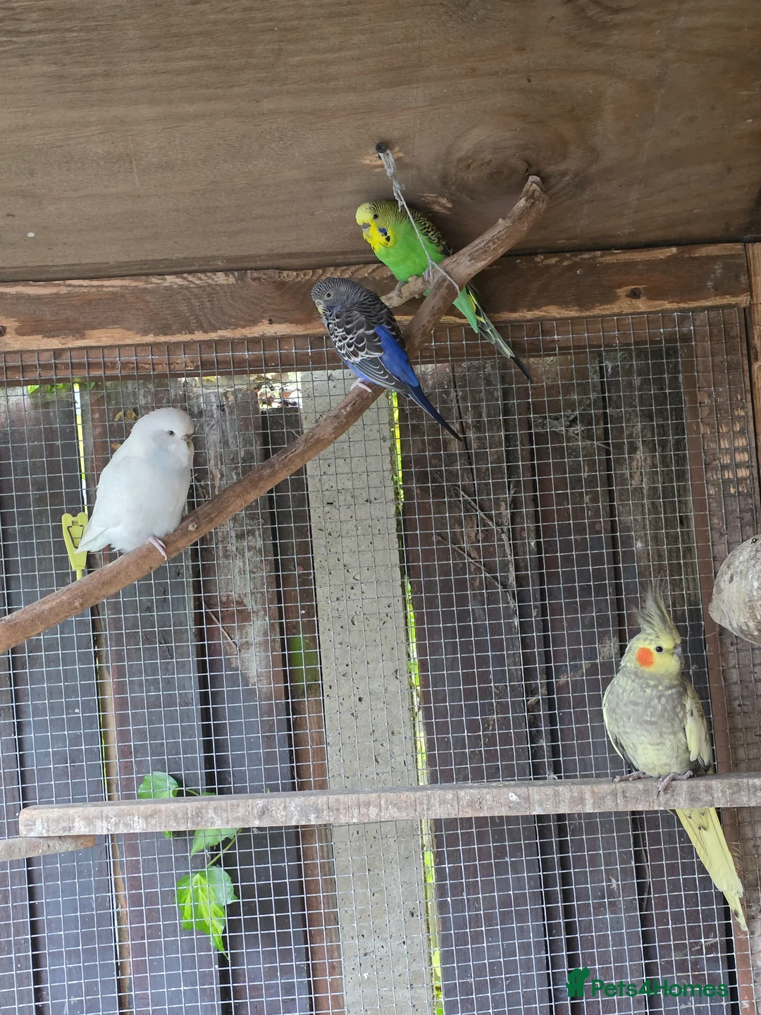 Mixed Breed birds for sale: Parrots for sale - Advert 2