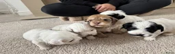 Mixed Breed dogs for sale: 4 female cockapoo x Shih Tzu puppies  - Advert 29