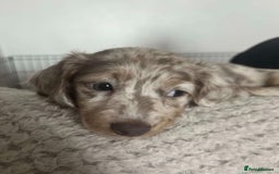 Miniature Dachshund dogs for sale: Beautiful Long-Haired Miniature Dachshund Puppies! - Image 7