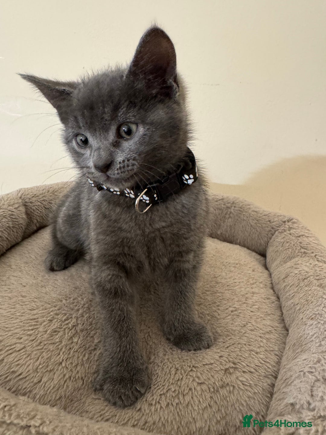 Russian Blue cats for sale: Russian Blue kittens - Advert 6