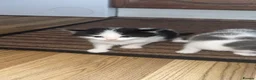 Mixed Breed cats for sale: Adorable kittens looking for their new home - Advert 11