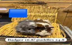 Guinea Pig rodents for sale: Beautiful baby male guinea pigs ready now and soon - Image 11