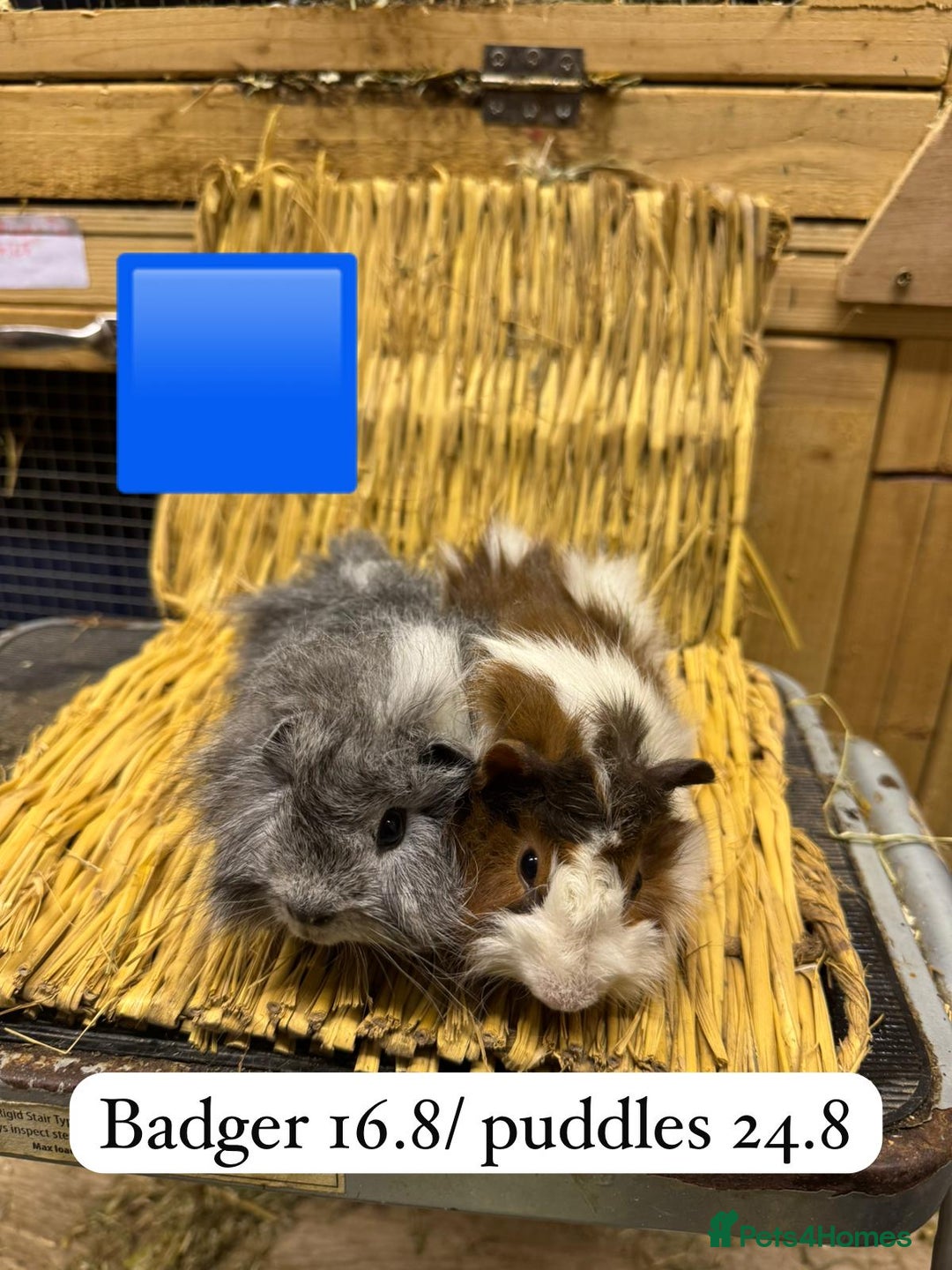 Guinea Pig rodents for sale: Beautiful baby male guinea pigs ready now and soon - Image 11