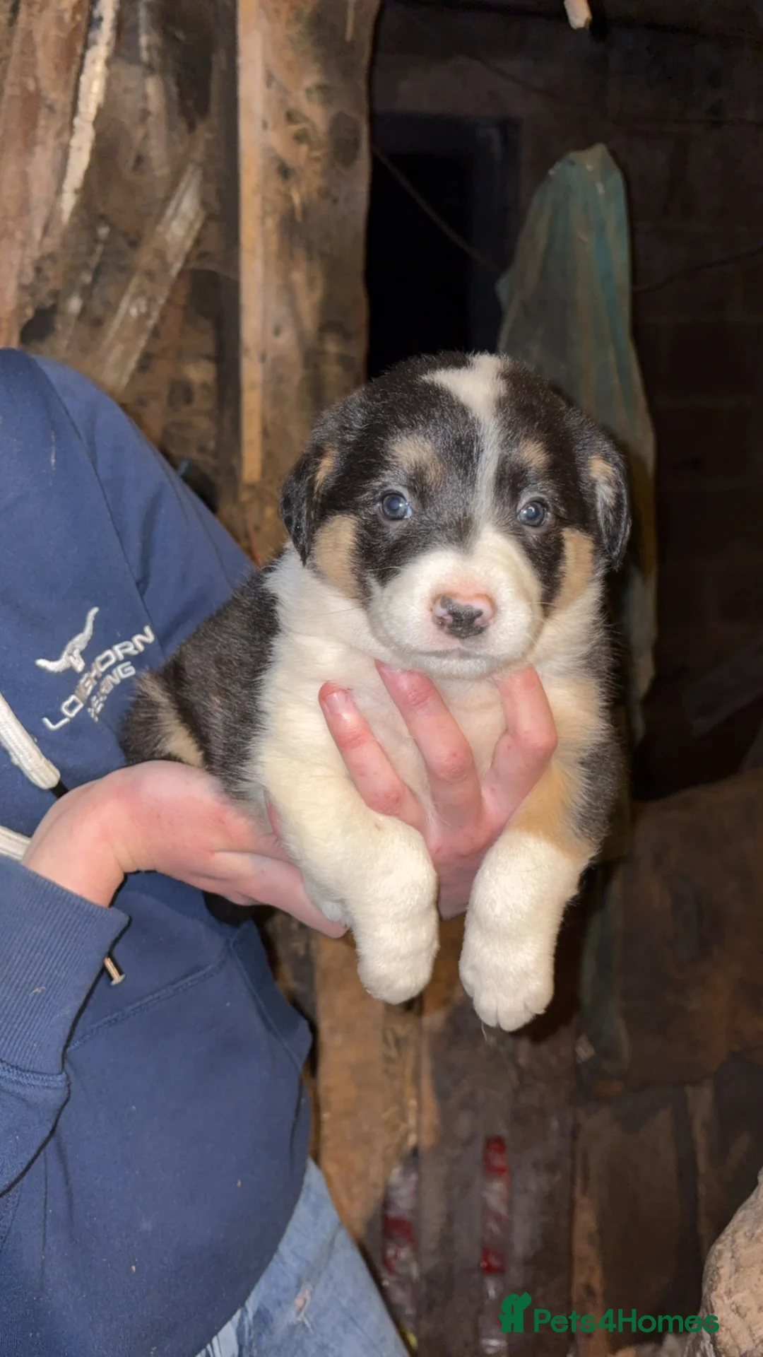 Mixed Breed dogs for sale: 8 Collie puppies for sale  in Newtown - Advert 1