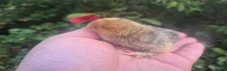Chickens poultry for sale: SABLEBOOT/ BOOTED BANTAM CHICKS AVAILABLE  - Advert 3