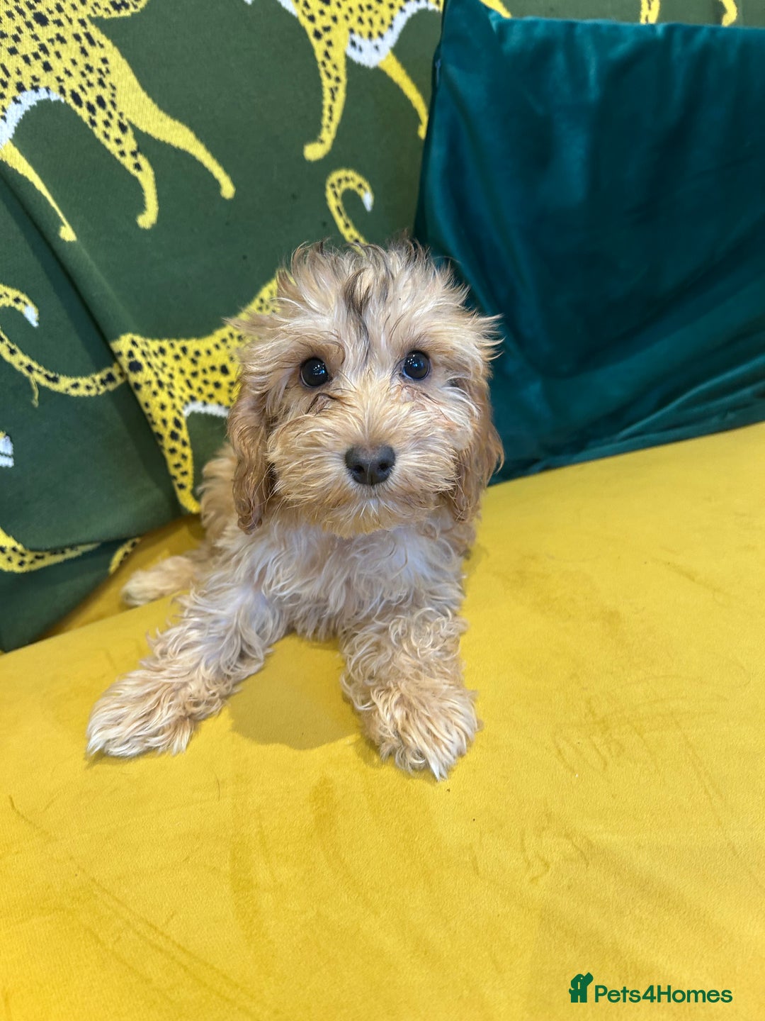 Cockapoo dogs for sale: F1 cocapoos ready to leave in Bishop's Stortford - Image 1