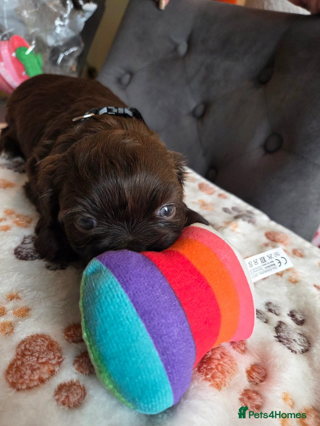 Shih Tzu dogs for sale: Shih Tzu Puppies For Sale  - Advert 14