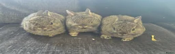 Netherland Dwarf rabbits for sale: Neathland dwalf babies - Advert 7