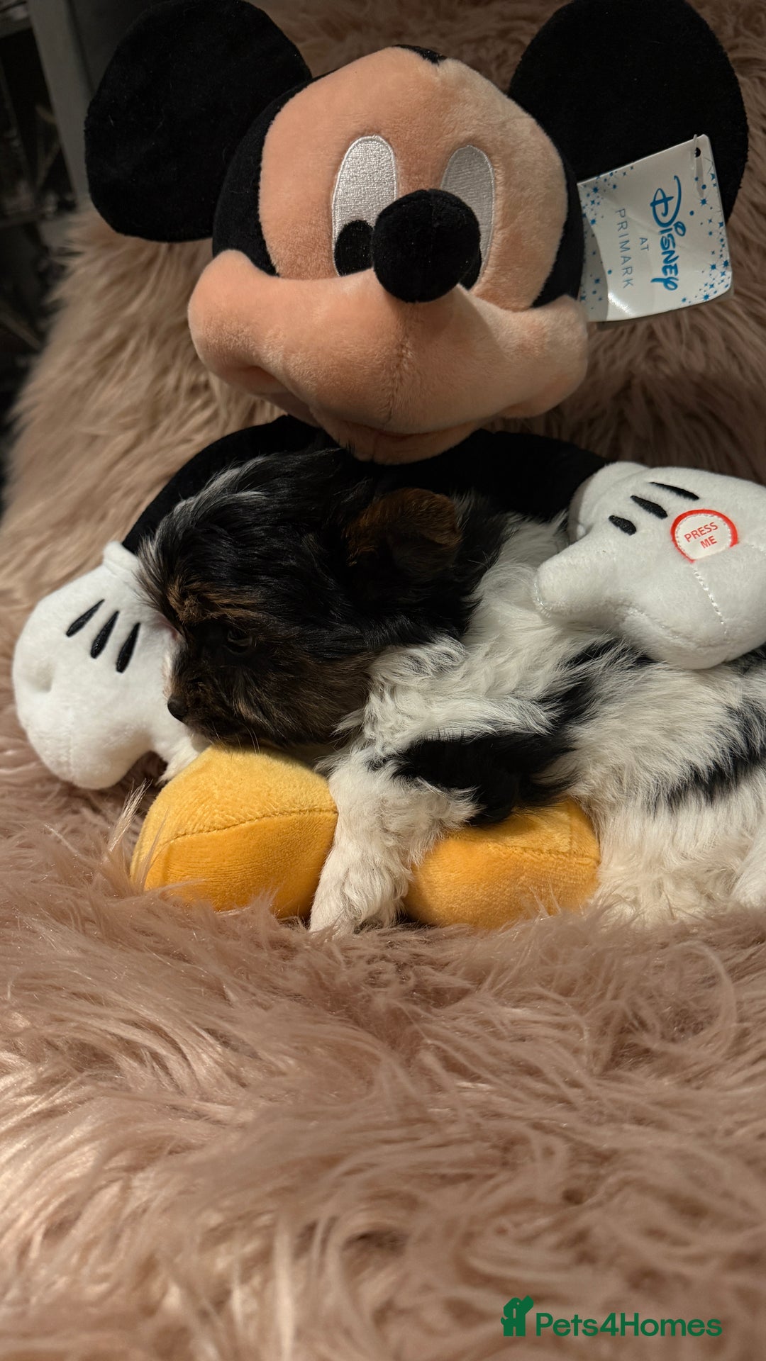 Biewer Terrier dogs for sale: Beautiful boys Biewer ready now  - Advert 11