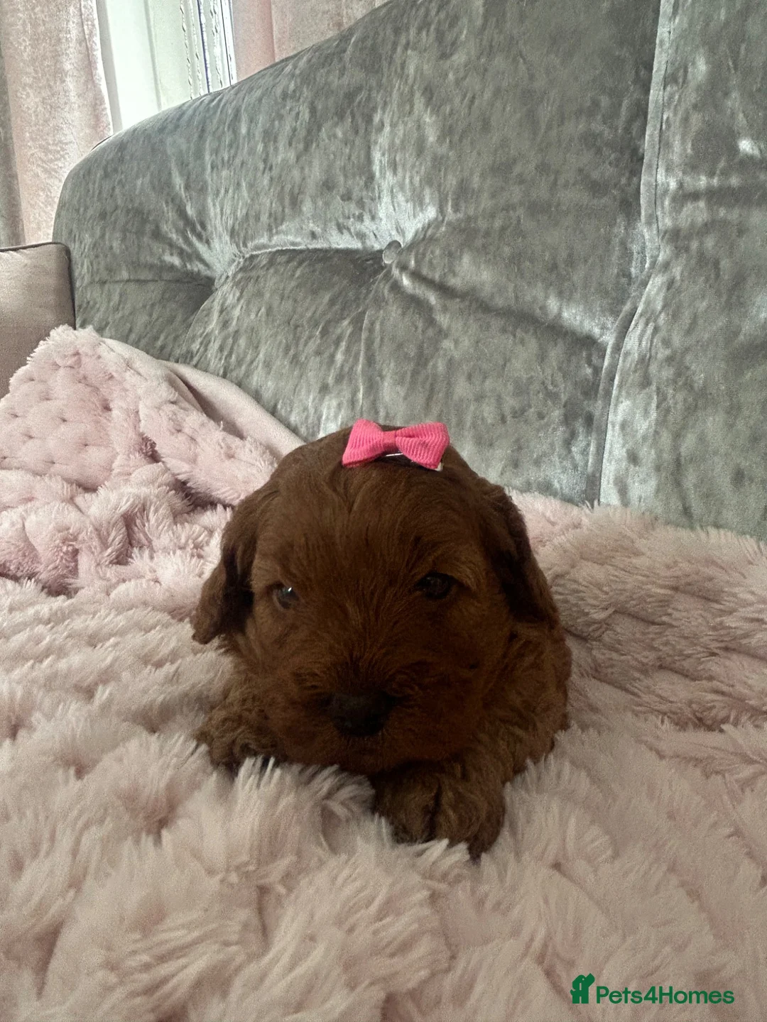 Cavapoo dogs for sale: Cavapoo puppy to be rehomed  in Reading - Advert 2