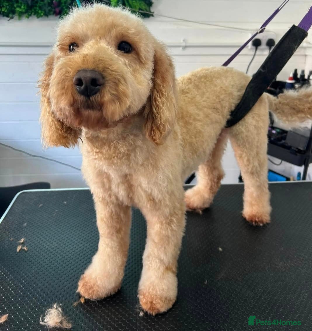 Miniature Poodle dogs ***FREE Rehoming our beautiful Bruno***  - Advert 2