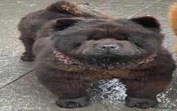 Chow Chow dogs for sale: Adorable mini chow chow pups  - Image 3