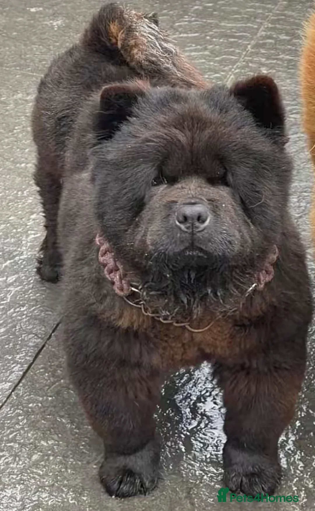 Chow Chow dogs for sale: Adorable mini chow chow pups  - Advert 2