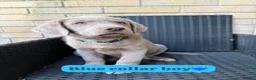 Labrador Retriever dogs for sale: KC registered silver Labradors  - Advert 14