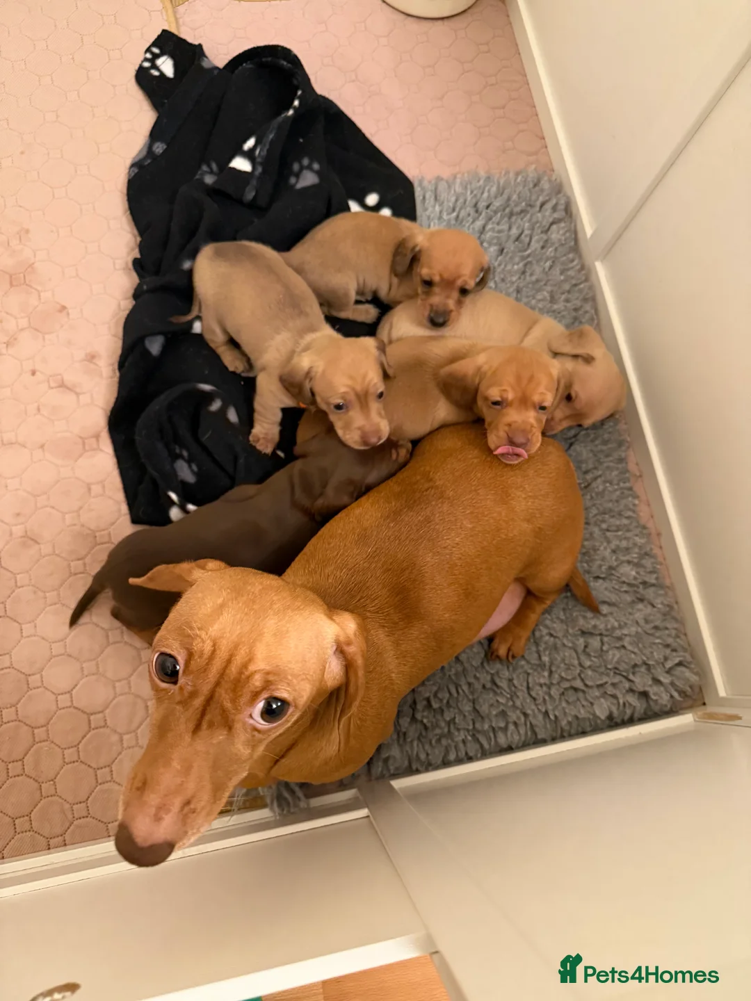 Miniature Dachshund dogs for sale: Miniature Smooth Dacshund  - Advert 12