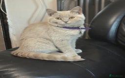 British Shorthair cats for sale:  🐾 Beautiful Kitten Looking for a Loving Home 🐾 - Image 5