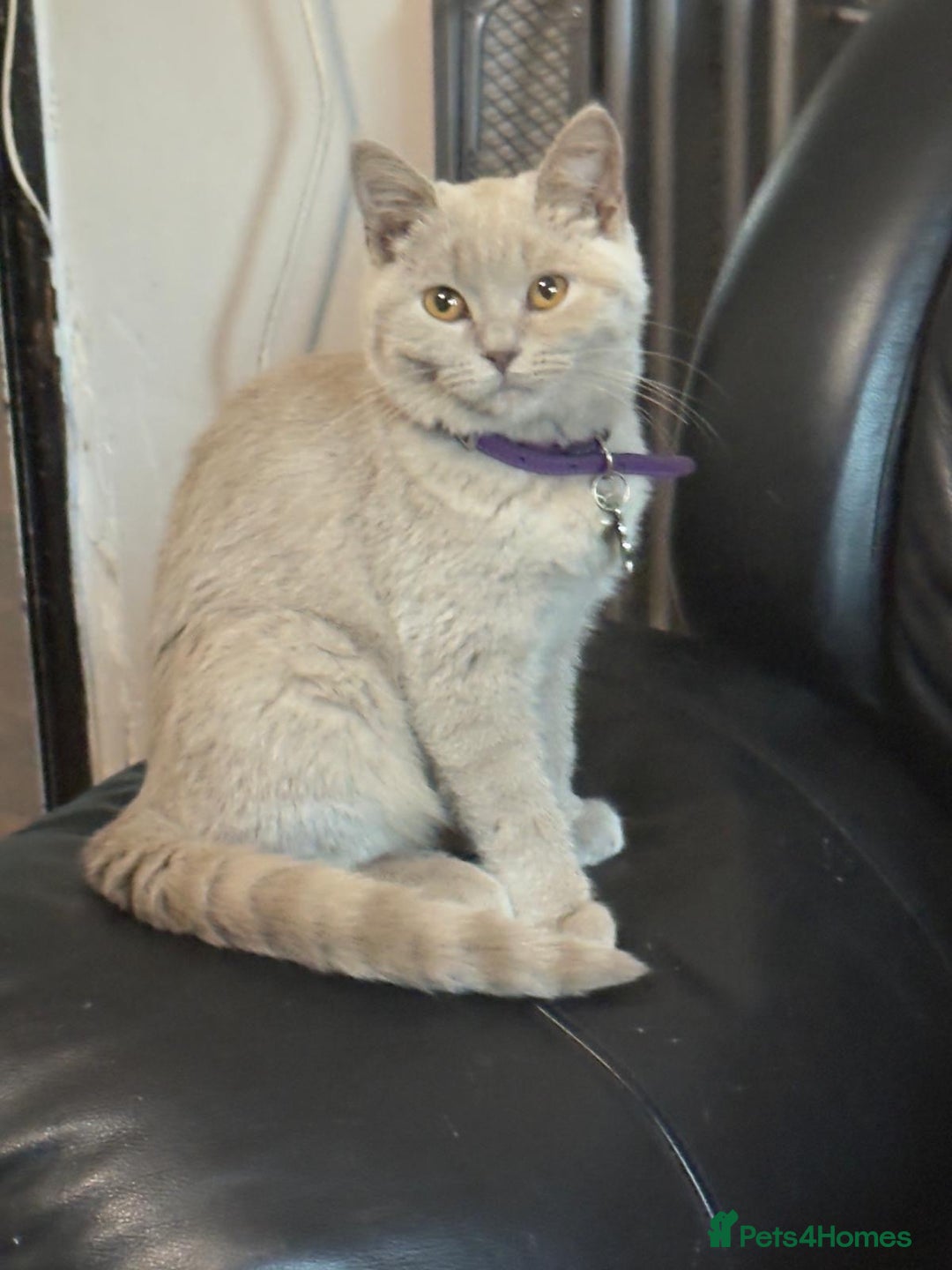 British Shorthair cats for sale:  🐾 Beautiful Kitten Looking for a Loving Home 🐾 - Image 5