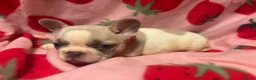 French Bulldog dogs for sale: KC French Bulldog puppies  - Advert 8