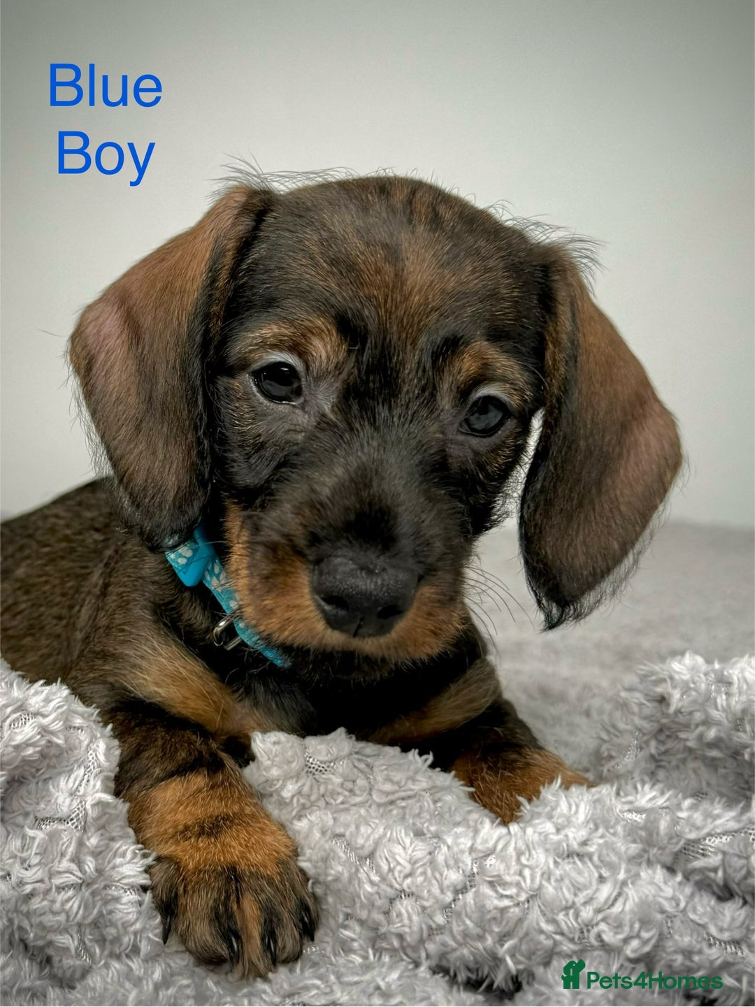 Miniature Dachshund dogs for sale: KC Reg Wire Haired Miniature Dachshund Puppies  - Advert 24