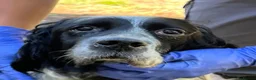 English Setter dogs for adoption: Bat   in Birkenhead - Advert 10