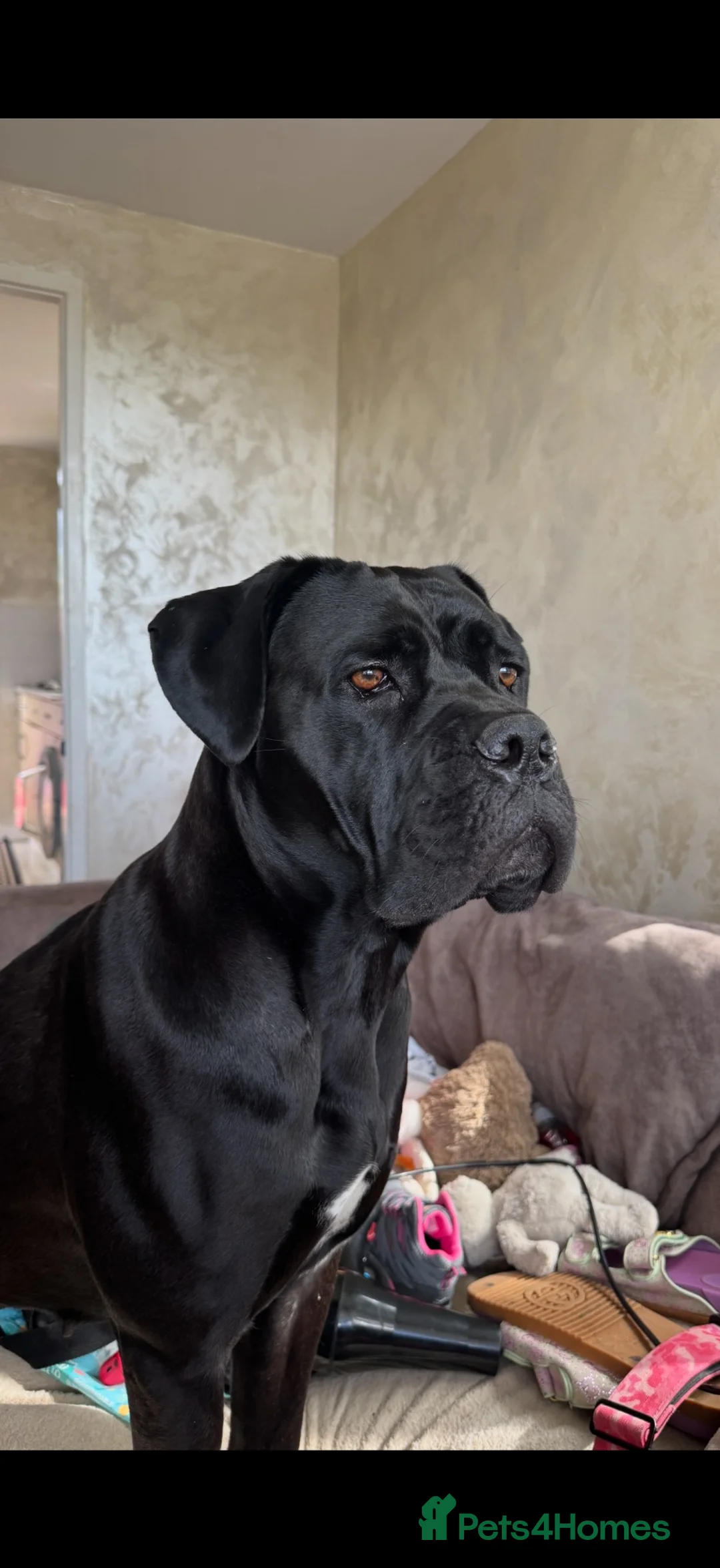 Cane Corso dogs for sale: Cane Corso puppies authentic old Italian bloodline in Newcastle upon Tyne - Advert 1