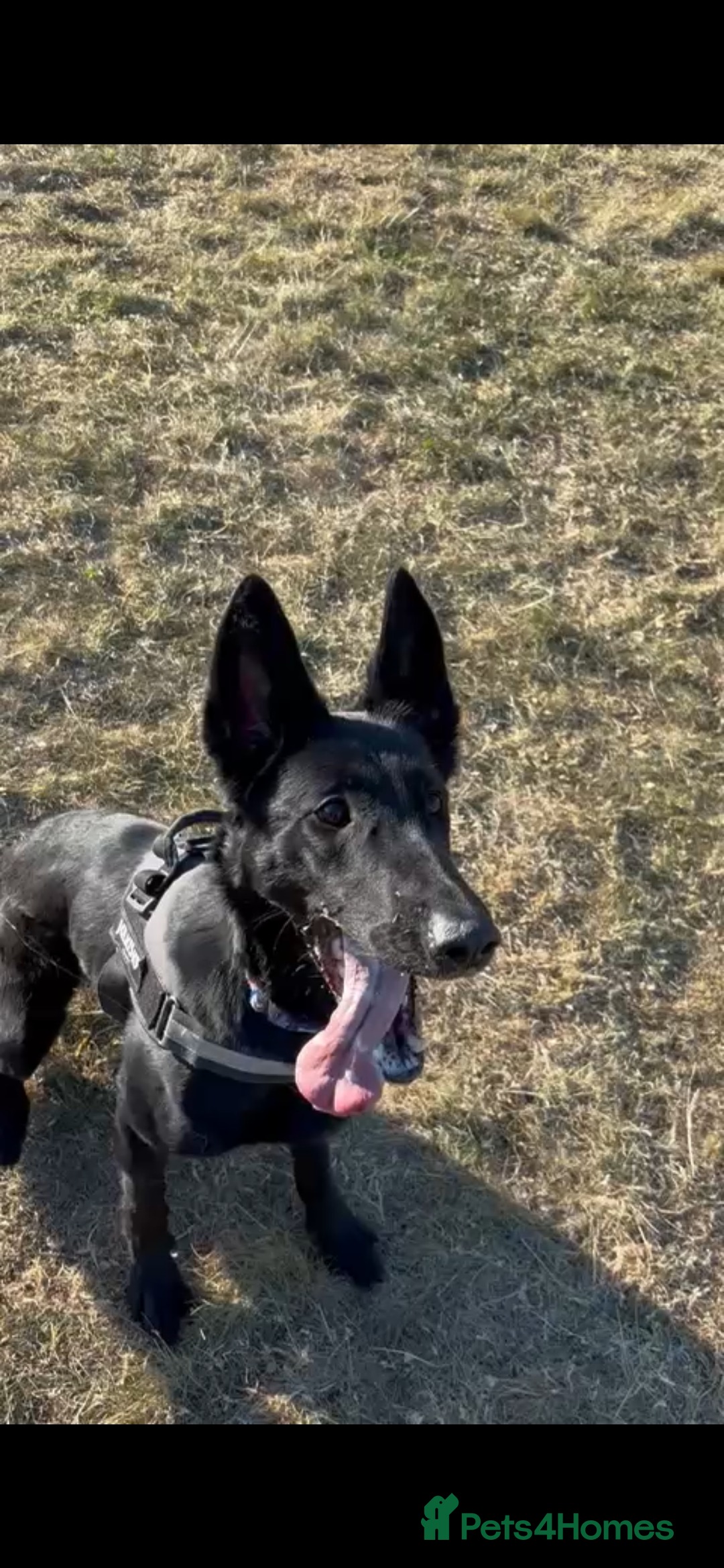 Belgian Shepherd Dog dogs for sale: Stunning Belgian Malinois bitch- absolute bargain  - Image 2