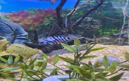 Cichlids fish for sale: Tropical fish for sale! - Image 2