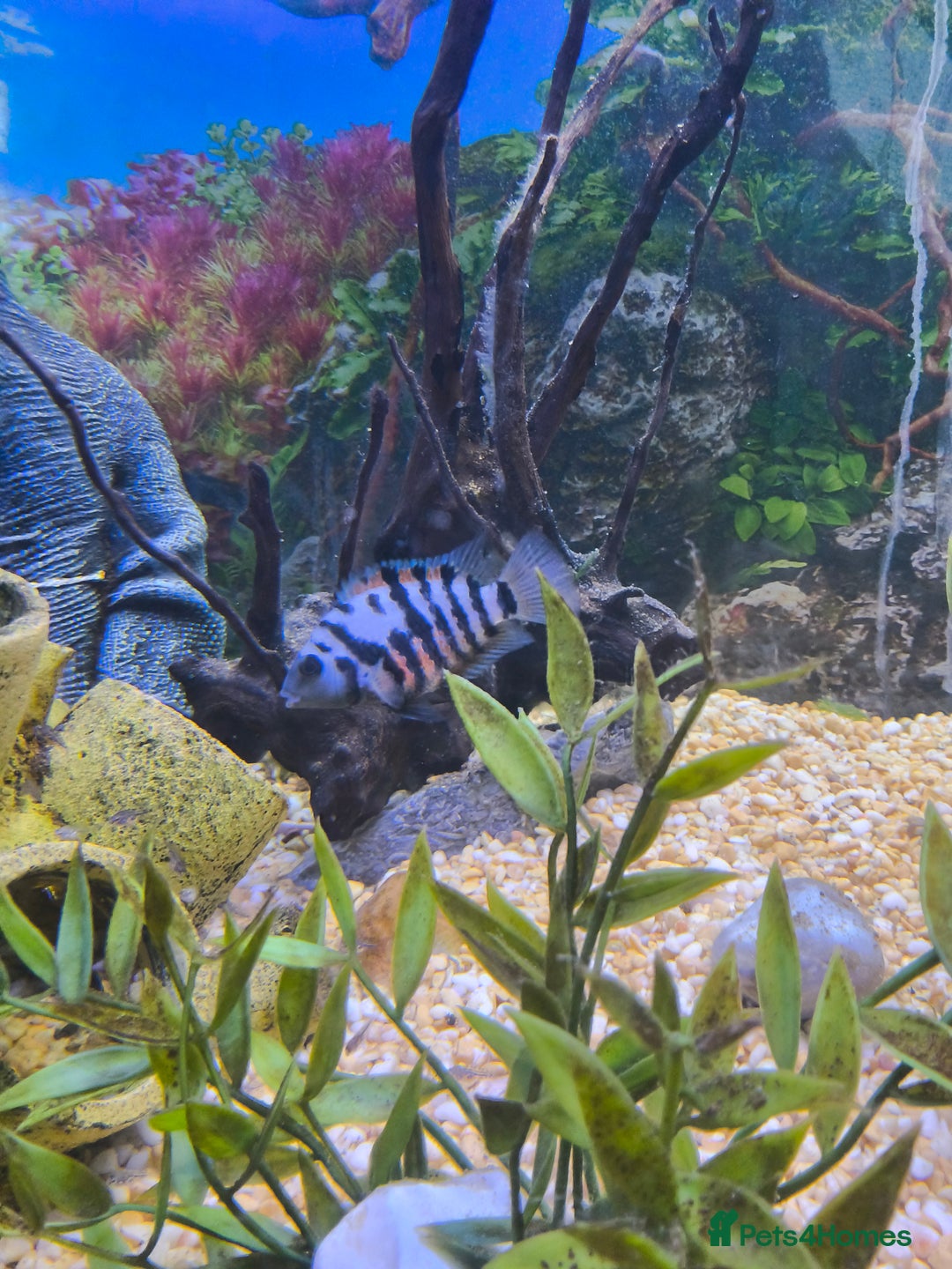 Cichlids fish for sale: Tropical fish for sale! - Image 2