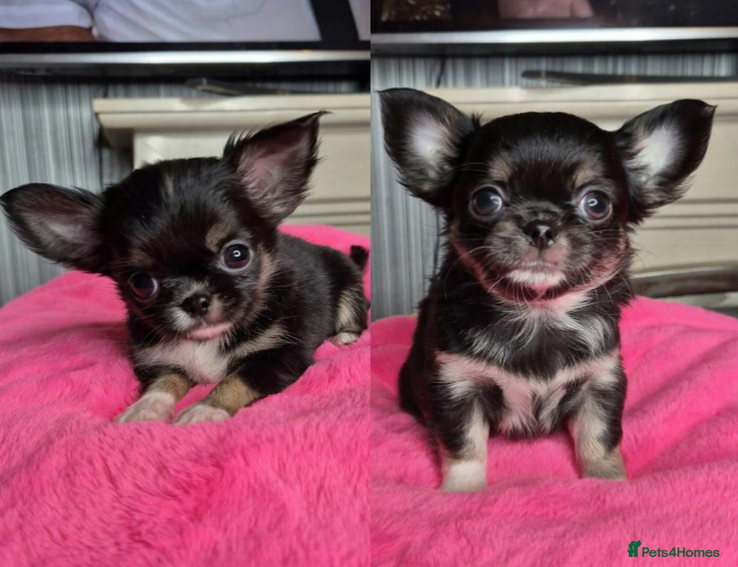 Chihuahua dogs KC registered Chihuahua puppies  - Advert 3